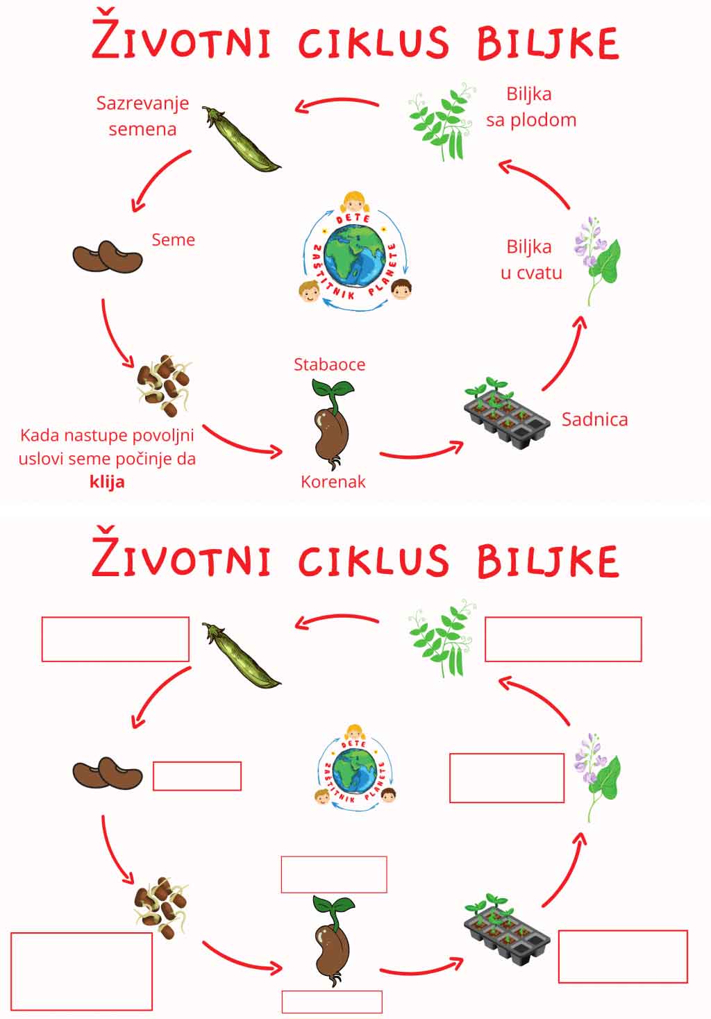 Radni list - Životni ciklus biljke